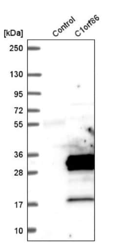 FAAP20 Antibody, Novus Biologicals:Antibodies:Primary Antibodies